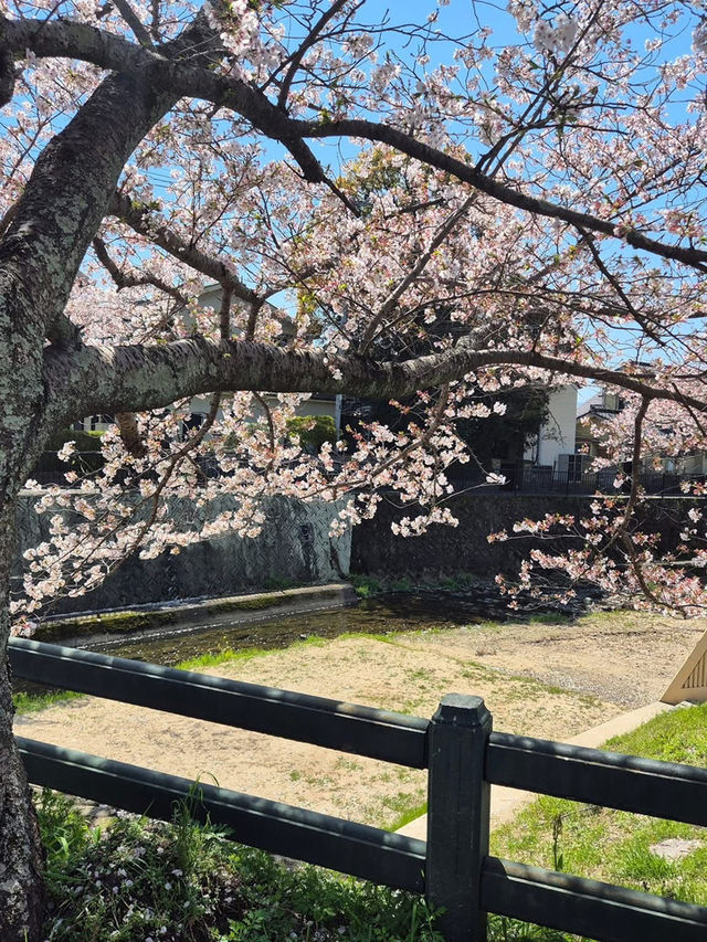 🌸 ซากุระ Dazaifu – ความน่ารักแบบญี่ปุ่นแท้ๆ