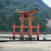 海中島居+海上神社+神之使者一在嚴島神社散策