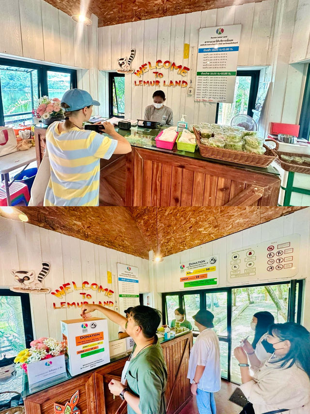 🌟ชมความน่ารักของ”ฝูงลีเมอร์หางแหวน“ แห่งแรกในไทย