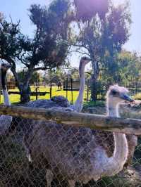 Wild Encounter at Caversham Wildlife Park