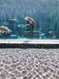 Aquaria Phuket🌊🐟🐠