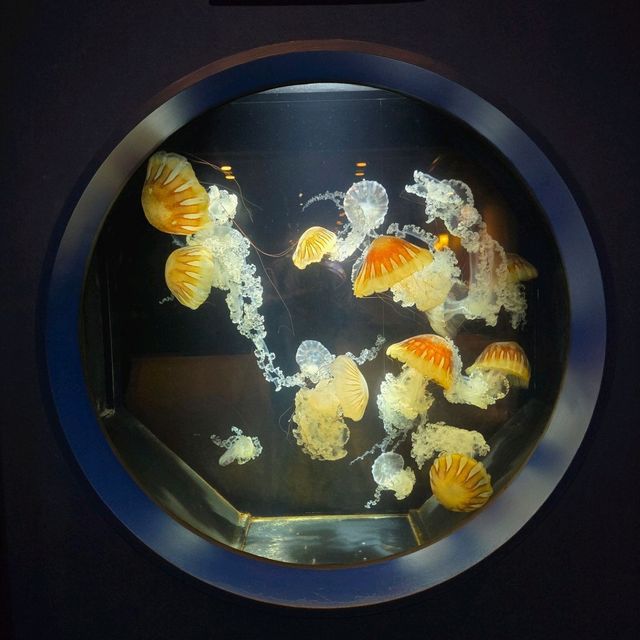 Kagoshima City Aquarium