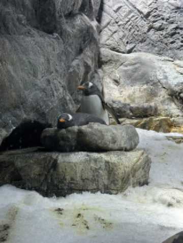 OSAKA : 1 Day trip Kaiyuka aquarium