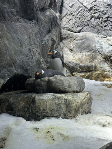 OSAKA : 1 Day trip Kaiyuka aquarium