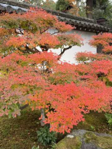 บรรยากาศใบไม้เปลี่ยนสีที่นารา เกียวโต และโอซาก้า