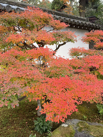 บรรยากาศใบไม้เปลี่ยนสีที่นารา เกียวโต และโอซาก้า