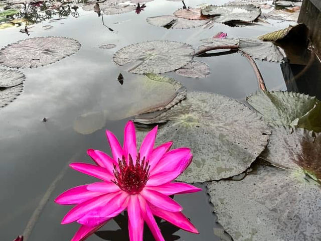 🏛️ Hoi An for History Lovers — A Living Museum of Cultures 🏛️ Hoi An for History Lovers — A Living Museum of Cultures