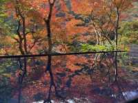 🍁 嵐山深處的秋日詩篇:夢幻祐斎亭遊記