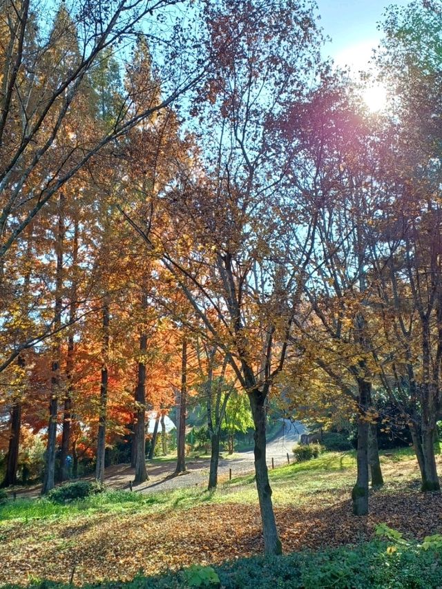 가을빛이 부드럽게 내려앉는 숲 가을빛이 부드럽게 내려앉는 숲
