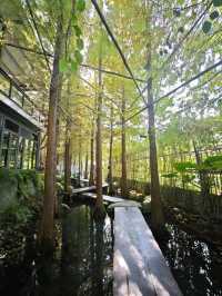 🌲落羽松秘境中的蔬食饗宴#🌿 澄石享自在-臺中市北屯區