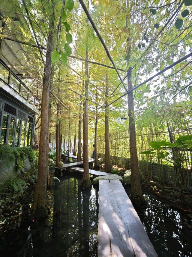 🌲落羽松秘境中的蔬食饗宴#🌿 澄石享自在-臺中市北屯區