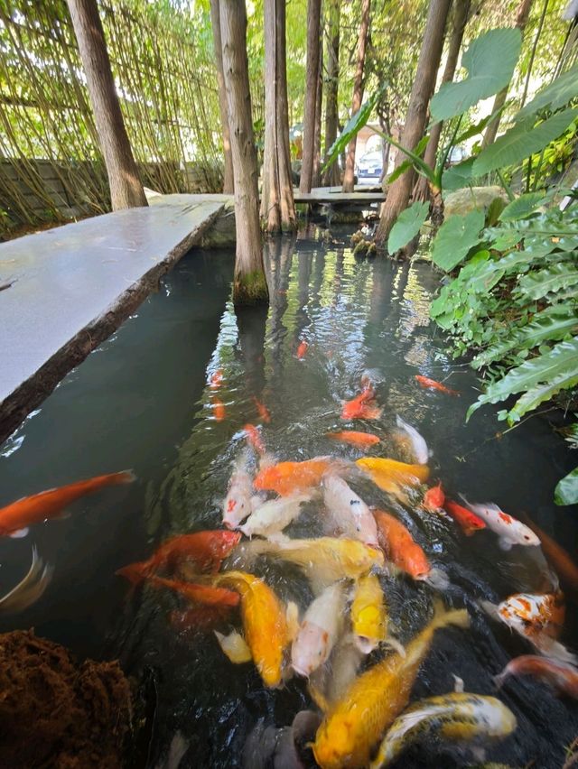🌲落羽松秘境中的蔬食饗宴#🌿 澄石享自在-臺中市北屯區