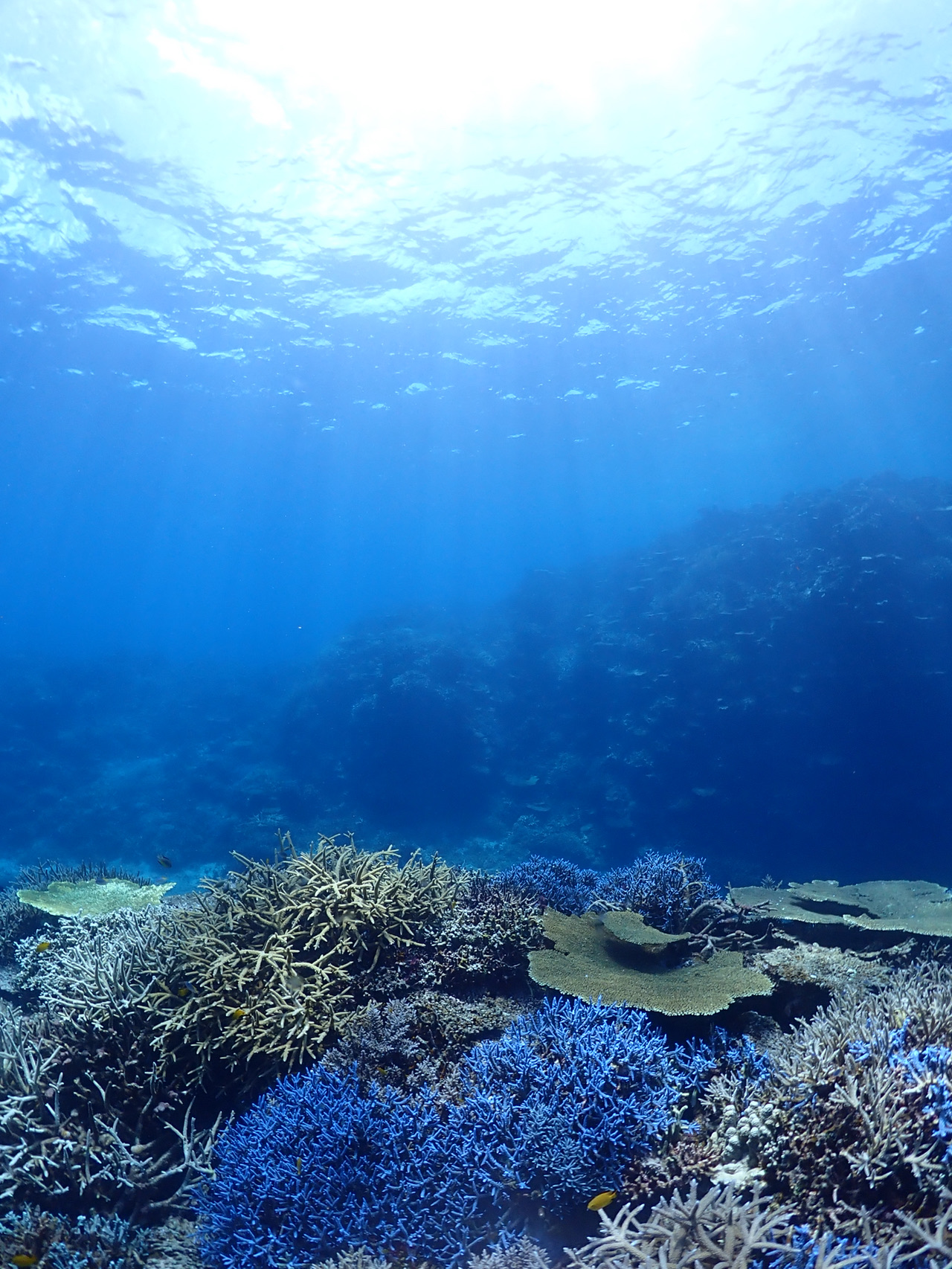 Journey to Miyakojima's "Phantom Continent": The Breathtaking Blue of Yabiji.