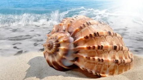 ふかふかの砂浜を気の向くままに歩くと、足元にはそれぞれに可愛らしい形をした貝殻が散らばっている。細かい砂に半分埋もれて乳白色の波紋を覗かせているものもあれば、昨夜の。 — traveler post in マセイオ