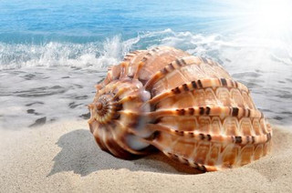 Strolling casually along the soft sandy shore, the shells by my feet each boast their own exquisite shapes, some half-buried in the fine sand revealing a milky white halo, others left by last night's.