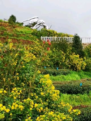 🌼 Gaofeng Valley Tea Plantation | A Golden Bloom Across the Hills