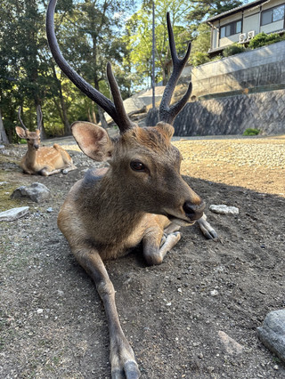 奈良公園。準備好去日本感受純粹的快樂未？即刻睇吓喺奈良市代表性嘅奈良公園度過神奇嘅半日，點樣帶俾你滿滿嘅禪意、可愛嘅小鹿同埋幾日都散唔去嘅笑容 🦌✨