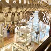 Harvard museum of science and culture 