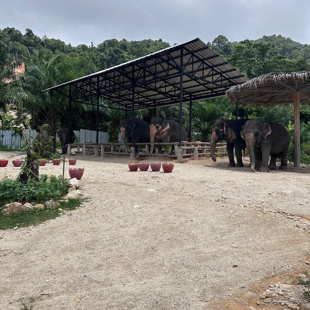 The best day of your life with Elephants 🐘🌿