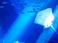 【水族館ホテル⁉︎】贅沢すぎる水族館ビュールームにステイ！