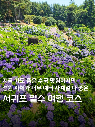 지금 바로 가도 좋은 수국💐 맛집이지만 사계절 언제가도 다 좋은 서귀포 여행 필수 코스🌺🌳