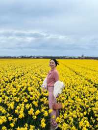 More Closer Experience with Tulips & Daffodil