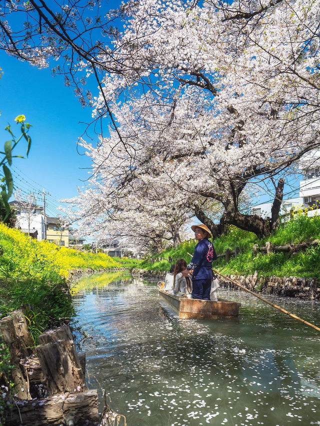 🌸 신가시 강 🌸