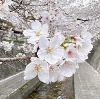 Cherry blossoms in Fukuoka 🇯🇵