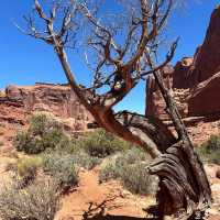 Arches National Park 🇺🇸