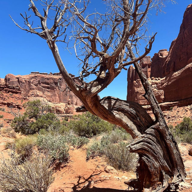 Arches National Park 🇺🇸