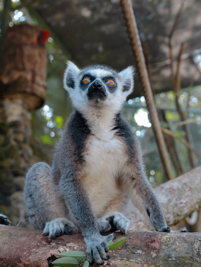 BALI ZOO