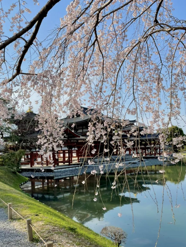 【京都:宇治】桜と抹茶の香りに包まれる春、宇治で特別なひとときを🍵🌸