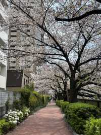 Beauty of end of Sakura season 