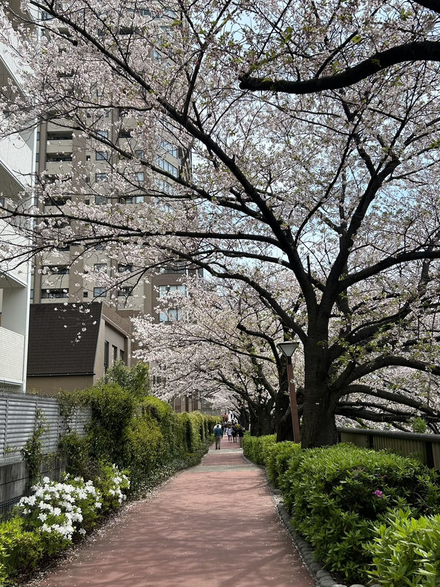 Beauty of end of Sakura season 