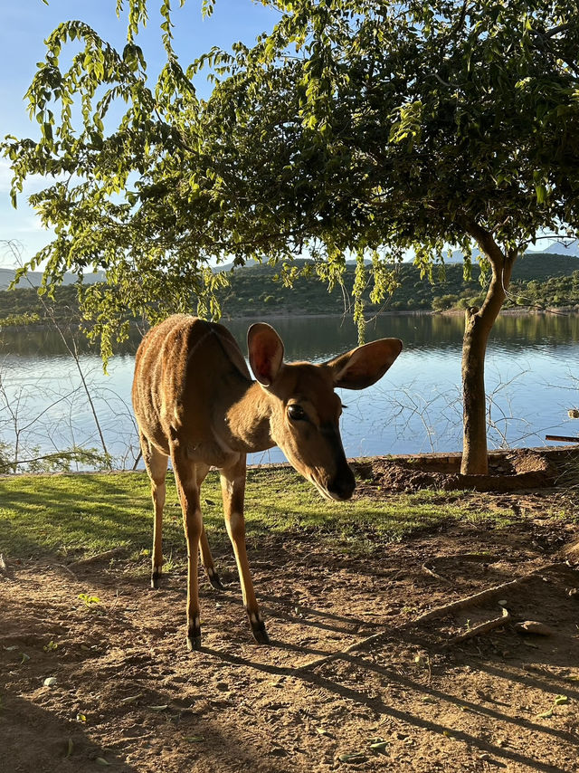 Staying in a tent among antelopes 🥹