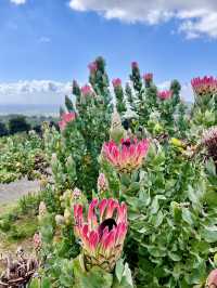 Kirstenbosch Gardens – Nature’s Masterpiece at Table Mountain’s Base 🌷