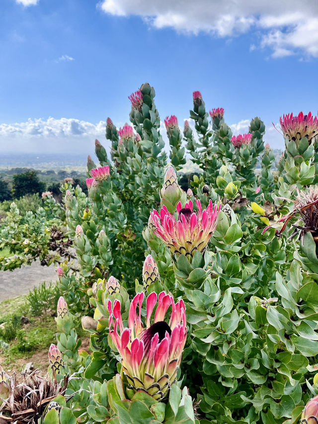 Kirstenbosch Gardens – Nature’s Masterpiece at Table Mountain’s Base 🌷