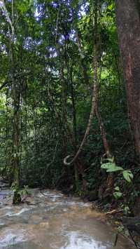 Jungle Trekking in Khao Sok – Guided or Solo? Here’s What You Need to Know 🥾🌴