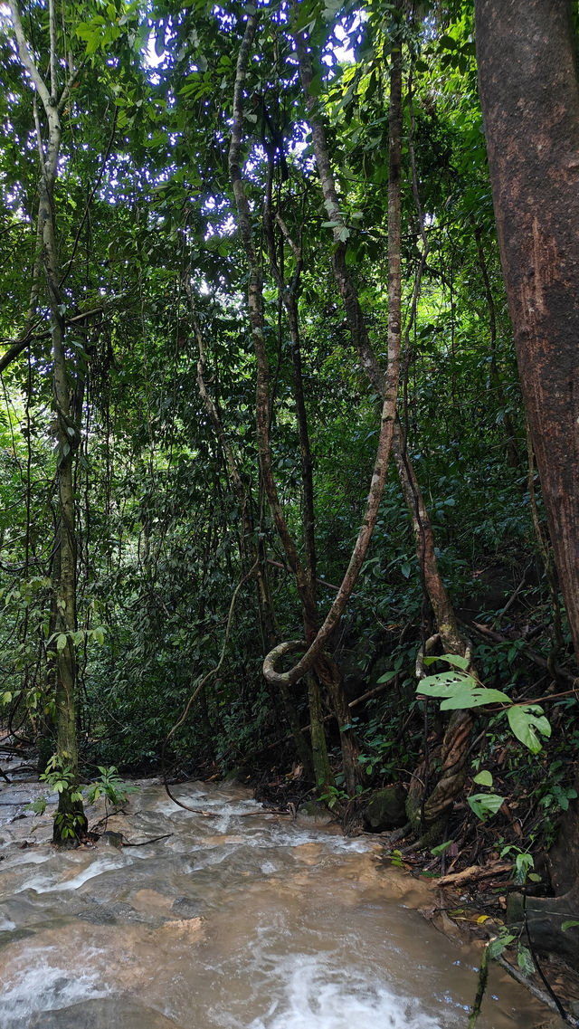 Jungle Trekking in Khao Sok – Guided or Solo? Here’s What You Need to Know 🥾🌴