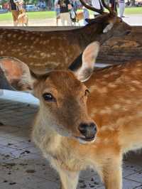 🦌 Morning or Afternoon in Nara Park? Here's What You Need to Know!