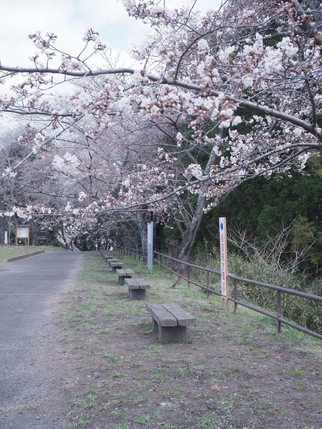 大阪直飛東北：船岡城址公園之花之丘 