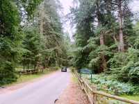 Into the Wild: A Day Trip from Southampton to the New Forest
