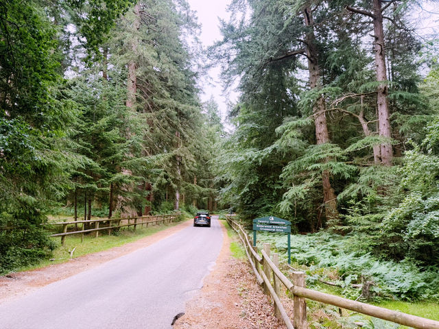 Into the Wild: A Day Trip from Southampton to the New Forest