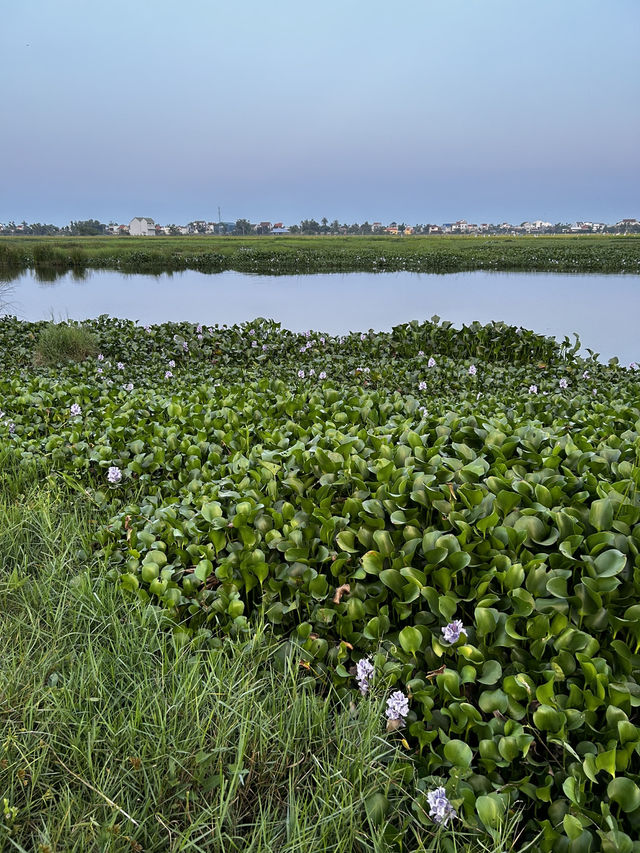 MISS HOI AN CAFE-paradise in the rice fields 