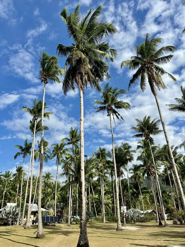Pig Beach in Palawan: Yes, You Can Swim With Pigs in the Philippines