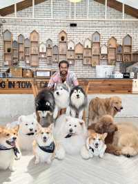Dog in Town Ari – A Cozy Dog Café in Bangkok  