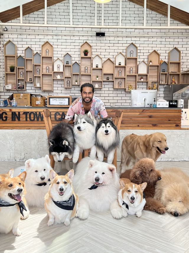 Dog in Town Ari – A Cozy Dog Café in Bangkok  