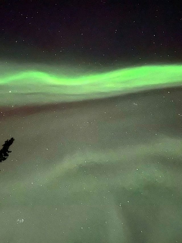 Snowy Forest Dream🌲 Snowy Forest Dream🌲