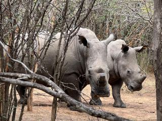 Rhino Watch Tripcom🦏