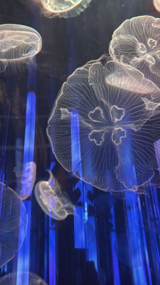 單人旅遊如果不想跑遠去美麗海水族館,可以來這裡看看可愛的動物跟水母放空身心,在沖繩iias還可以逛街,大約1.5-2小時可以結束DMM行程,有動物餵食活動跟拍照體驗,親子旅遊也蠻適合